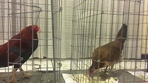 2.2K views · 121 reactions | Este es un Jap criado por Ray Alexander y que el General Ariguznaga me mandó, esta es una gran gallina Mac Clean de mi amigo Jerry Lizarraga. Con estas aves ambos comenzaremos un trabajo de reproducción muy especial, con el fin de crear una nueva línea | Silvestre Carvajal Duarte | Facebook