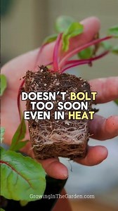 The Easiest Superfood to Grow in Your Garden