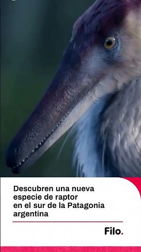El CONICET descubrió una nueva especie de raptor en el sur de la Patagonia argentina