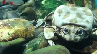 34K views · 854 reactions | Lake Titicaca water frogs live in the...