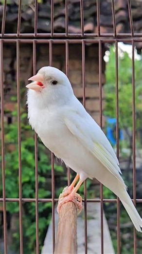 bird singing | amazing animal sound #birds #canary #cuteanimal