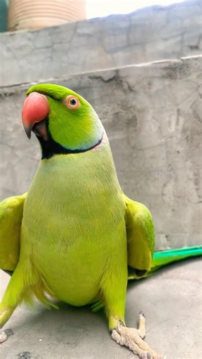 Indian Ringneck parrot video # Talking parrot video #viralvideo #nonstoptalkingparrot #talkingparrot
