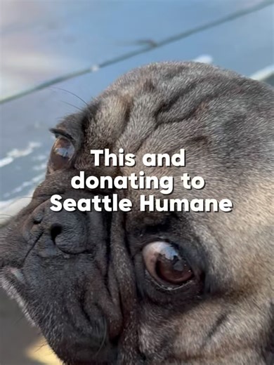 1.8K views · 29 reactions | Seattle Humane on Reels | Facebook