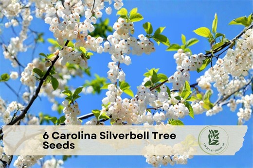 6 Carolina Silverbell Tree Seeds - Etsy