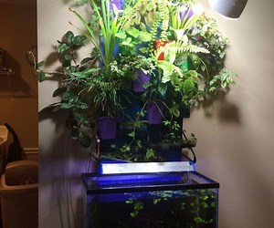 Aquarium Aquaponic Wall