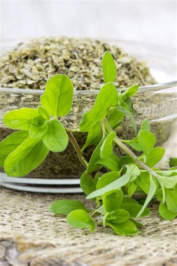 Majeranek – wartości odżywcze, zastosowanie w kuchni, właściwości lecznicze, olej, napar