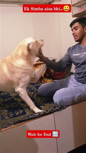 Rowdy Simba 🤭 #simba #love #shorts #funny #labrador #trending #youtubeshorts #pets #petlover