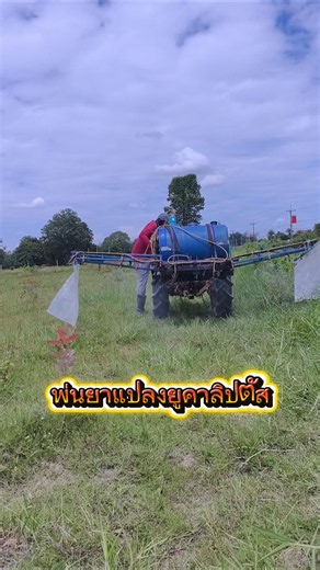พ่นยาคุมหญ้าแปลงยูคาลิปตัสปลูกใหม่ ต้นหญ้าโตไวต้องรีบจัดการ!