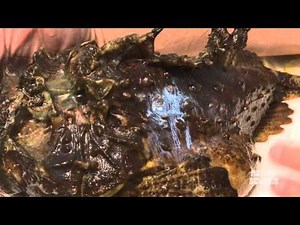 The Venomous Stonefish - World’s Deadliest Garden