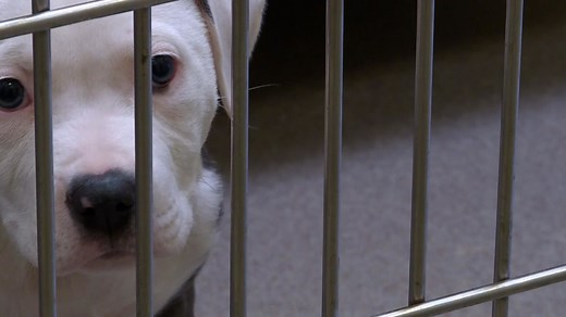 Denver overturns pit bull ban after more than 30 years