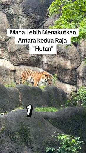 Mana Lebih Menakutkan Antara Raja Hutan: Harimau atau Singa?