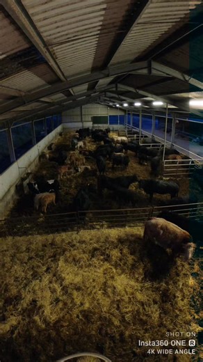 Inside a Spacious Barn with Curiously Feeding Cows