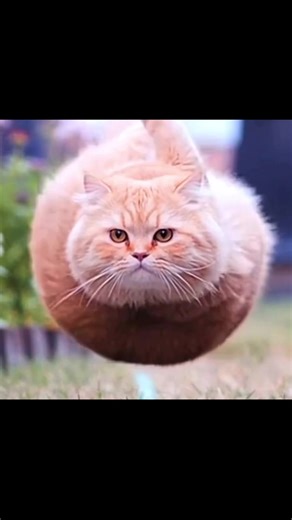 Flying Cat Memes and Edits Featuring Adorable Cats