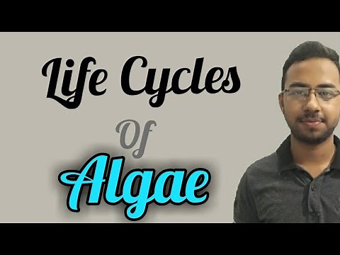 Life Cycles of algae with diagram | diplontic haplontic and haplodiplontic isomorphic lifecycle