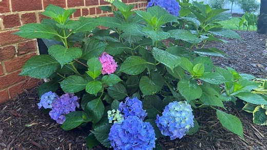 Garden Smart: How you can change the color of your hydrangeas