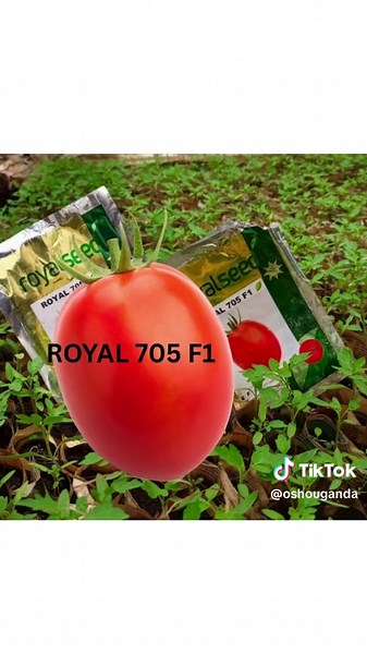 Best Hybrid Tomato Varieties for Growing: Planting Tips & More!