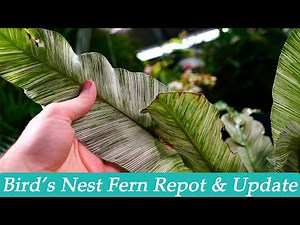 Bird's Nest Fern Repot & Update || How I Grows Bird's Nest Ferns