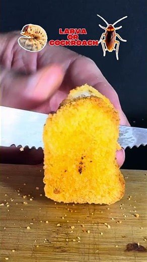 What will be the insect #asmr