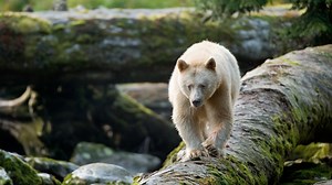 Discover the Haunting Beauty of BC's Spirit Bears
