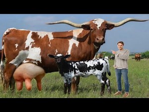 Guinness World 🌎 Record Texas Longhorns Cow || Biggest Cow Breed Farming