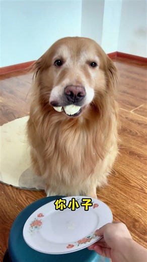 狗子：我是怎么被发现的... #抓到一只赏秋小狗 #万物可爱计划 #内容启发搜索 #萌宠出道计划 #抖音萌宠