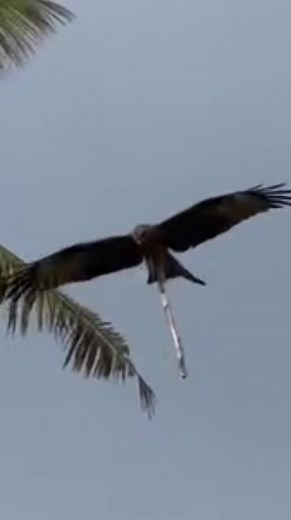 Exploring the Fascinating World of Sticks