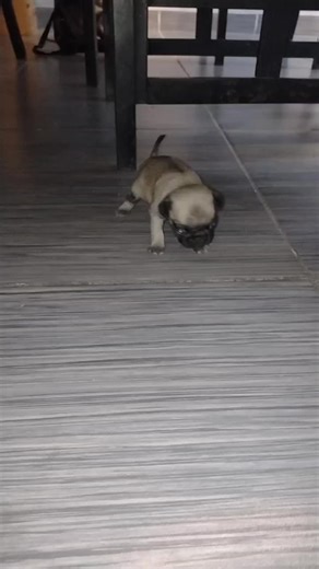 #pug #cachorro #parati #foryou #perro
