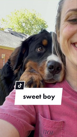 And I’m even more obsessed with him🖤 #bernesemountaindog #MakeADogsDay
