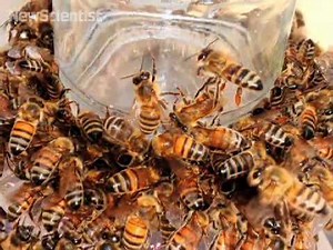 Bees headbutt each other as warning