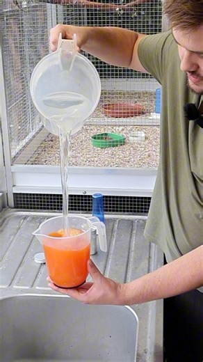 A quick tutorial on how to colour feed finches and canaries! 🔴 | OC Aviary