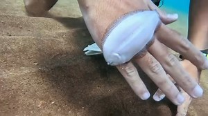 1.5M views · 80K reactions | Have you ever seen this behavior from a fish? Watch full episodes on our YT channel - Critter Hunter! Every time we snap by a #flounder or tampalpuke, it will flip up and land on our hand! Why do they do this? #fish #ocean #scubadiving | Critter Hunter | Facebook