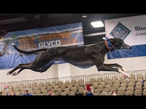 Spitfire Sets the New Indoor Iron Dog World Record and Becomes 2017 World Champion