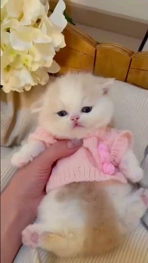 Cute little adorable Kittens playing and doing cute thing made my day #kitty #cutekitty #catlady