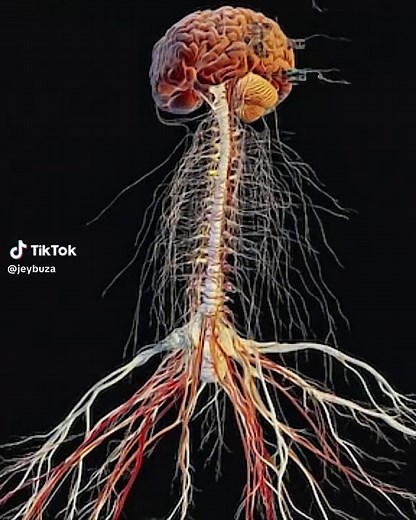 Understanding the Nervous System and Its Anatomy