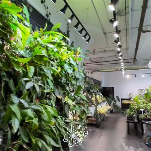 A plant as unique as you, guaranteed. At Rare Plant Fairy, we don’t do ordinary—we do extraordinary. We have the largest selection of rare and exotic plants. These plants are more than just beautiful; they’re guaranteed to thrive when they arrive at your door. Need help? Our customer service goes beyond support. We’re here to ensure your plants—and your experience—are nothing short of exceptional. Step into a world where plants come alive. Shop now and experience the magic ⇒ https://www.rareplan