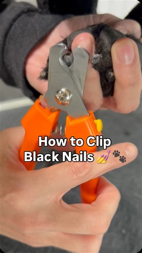 🐶 Here’s what I look for as my stopping 🛑 point with black nails. As always I have styptic out and ready to go in case of a mistake! @abovethestandarddogs @jay_dog1451 @jollymanjimbo1 #blacknails #nailtrim #nailtrimming #dognails #doghealth #doghealthtips #doghealthcare #dogclip #destin #destinflorida #defuniaksprings #30a #floridapanhandle #seasidefl #poncedeleon #crestviewfl #balanceddogtraining #doggroomer #quick #howto #blacknails💅 #dognailtrim #pensacola #fortwalton #fortwaltonbeach #dog