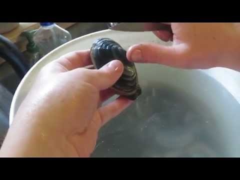 How to shuck and get the sand out of soft shell clams