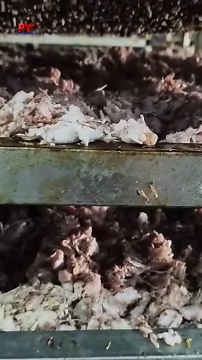 449K views · 2.9K reactions | Nghía qua hàng xóm xem họ chế biến chân gà như thế nào các cháu học sinh giờ mê thế. | PHỔ YÊN Online | Facebook