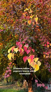 چائنہ ٹاہلی Chinese tallow called the popcorn tree | Khawaja Mazhar Iqbal