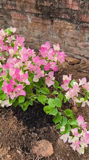 original sound - AYE CHAN AUNG📖📖📖 ပါဝင်သည့် pandora (@pandora66331) ၏ ဗီဒီယိုများ