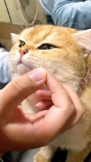 Cat Sneezes Compilation