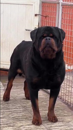 3 Most Loyal Dog Breeds Ever 🐶❤️