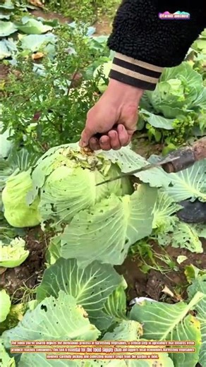 The Art of Harvesting Vegetables