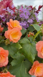 Remember this? Look at it now! Coleus, Begonia, and Lobelia! | Smiths Country Gardens