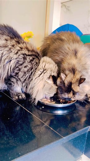 Sharing food is a Love Language❤️ #cute#cat#couple#love#shorts#trending#pets#youtubeshorts#ytshorts