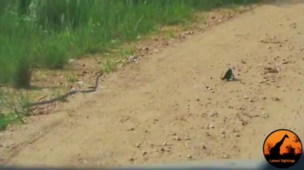 Snakes in Trouble: Wild Animals Turn the Tables