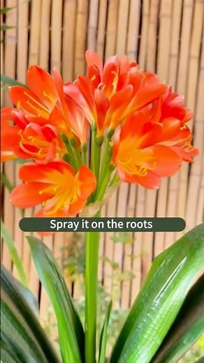 How to Make Your Orchids Bloom Again | Easy Tips for Thriving Orchids 🌿✨”