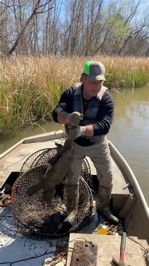 27K views · 68 reactions | Snapper Turtle  #alabama | Coots Lures | Facebook