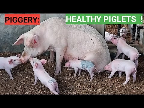 Why PIGLETS die before Or after birth! (DEATILED)