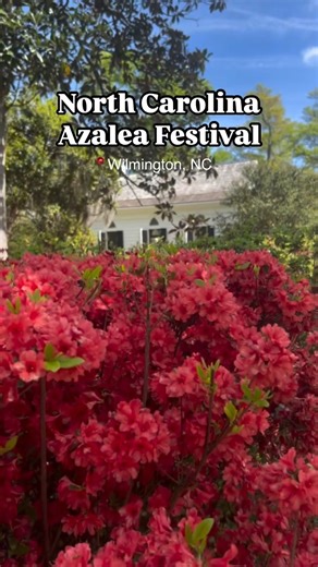 22K views · 289 reactions | The North Carolina Azalea Festival at Wilmington, Inc. was full of unforgettable moments! Parade views, garden blooms and plenty of spring fun - here’s a look at some of our favorites.  ✨ | Visit Wilmington, NC and Beaches | Facebook